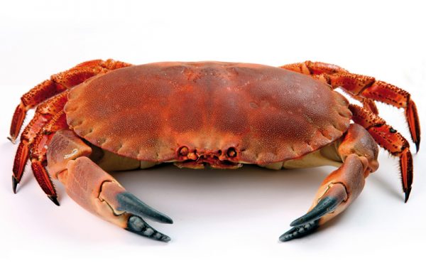 25. CRAB MEAT AND CLAWS