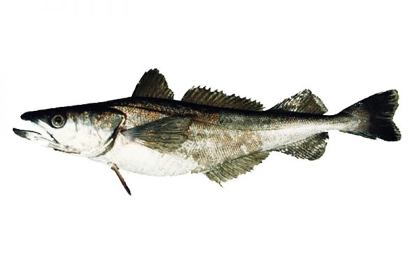 2. WHITING, Chilean HAKE